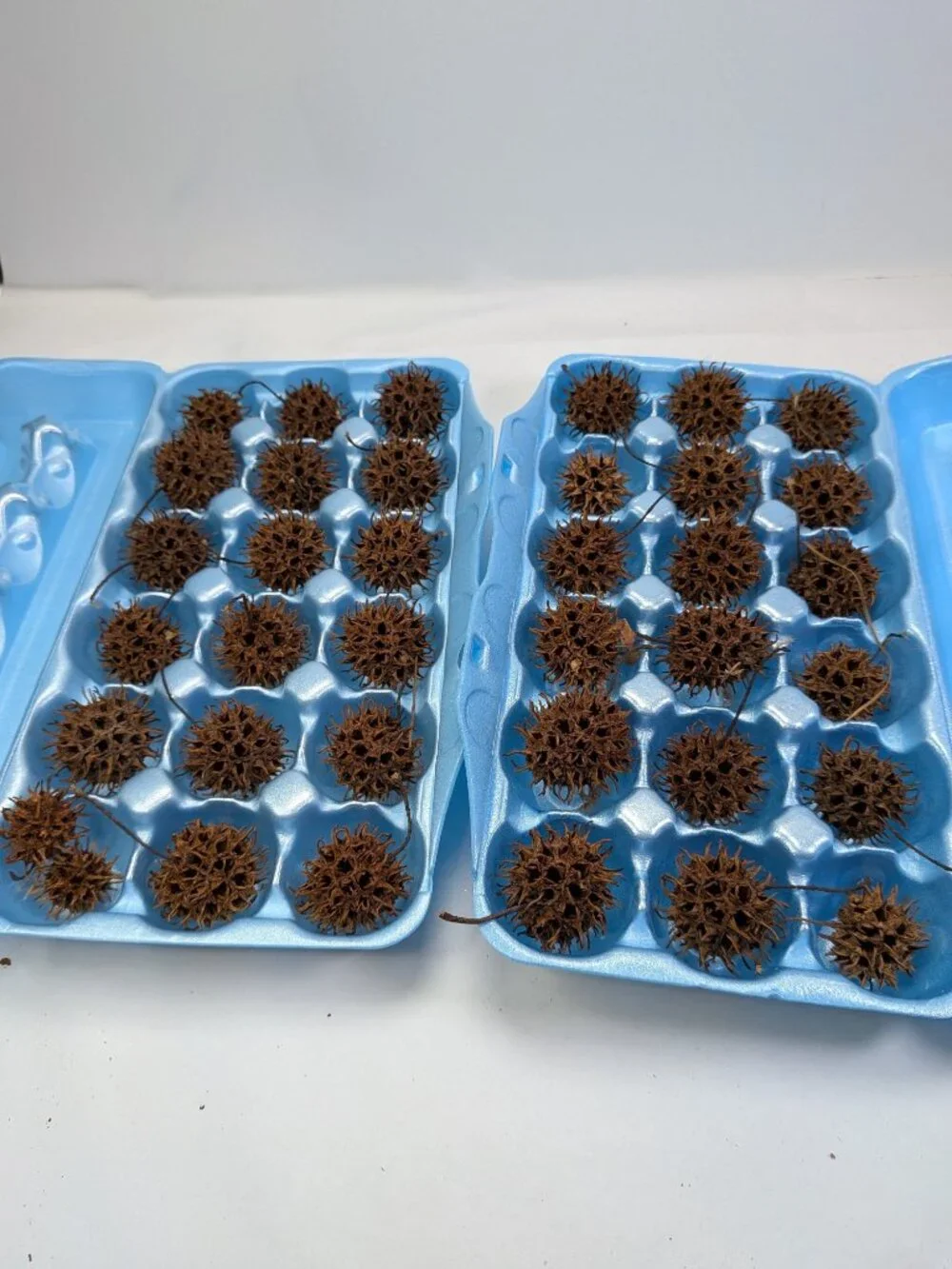Huge 130+ Pc Botanical Craft Supply Lot Sweetgum Lotus Pods Acorns Pinecones